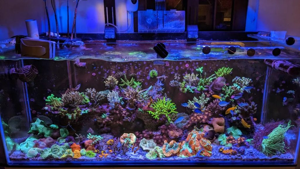 aquarium air laut mixed reef