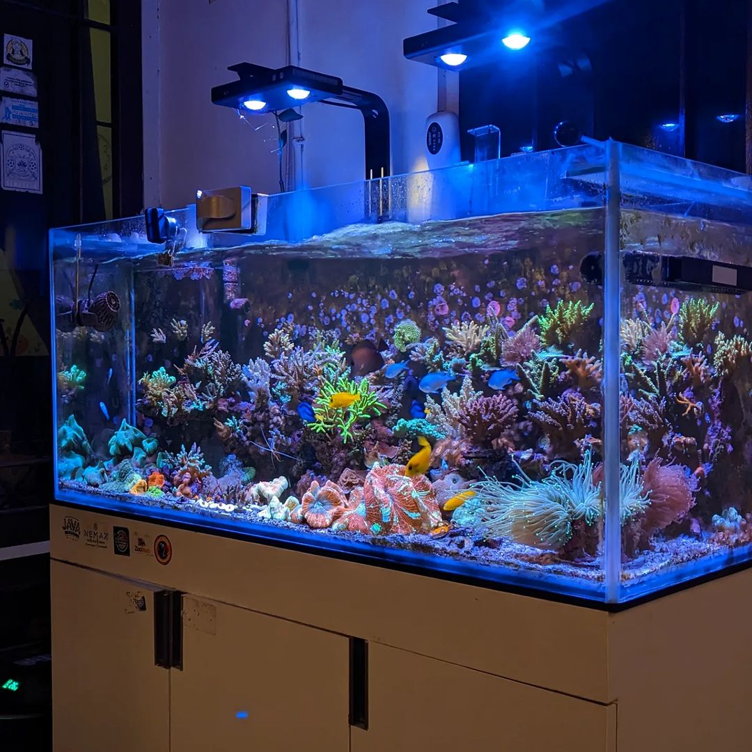 aquarium air laut mixed reef