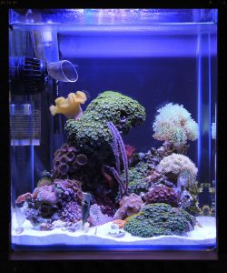 aquarium air laut nano tank