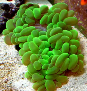 cendol coral untuk pemula
