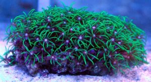coral untuk pemula