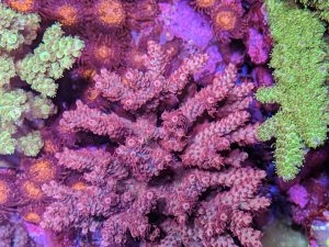 Acropora Red