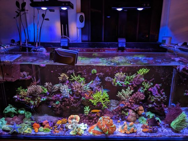 aquarium air laut mixed reef tank