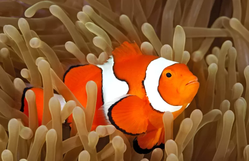 Cara Memelihara Ikan Nemo Clownfish